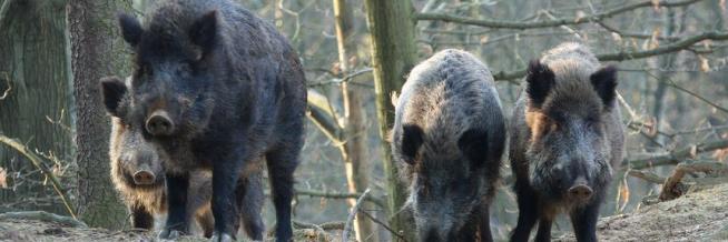 Große Resonanz auf ASP-Informationsveranstaltung der Kreisjägerschaft Greiz