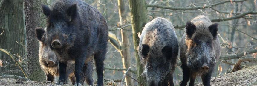 Große Resonanz auf ASP-Informationsveranstaltung der Kreisjägerschaft Greiz