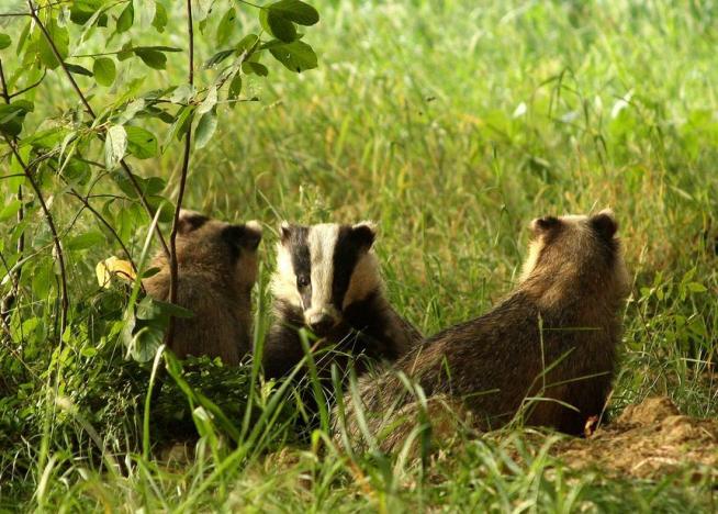 Kreisjägerschaft und Hegeringe